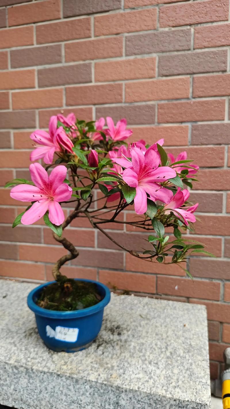 什么品种杜鹃花最好养活？-第1张图片-宁夏农业信息网