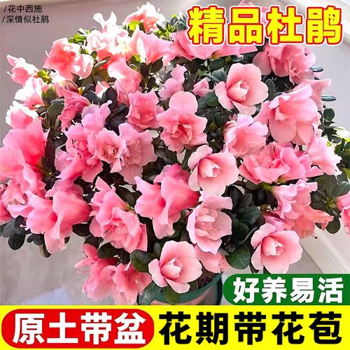 什么品种杜鹃花最好养活？-第3张图片-宁夏农业信息网