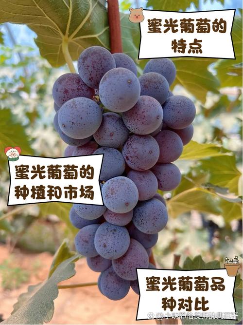 冰葡萄一年能结两季？品种特性揭秘-第2张图片-宁夏农业信息网