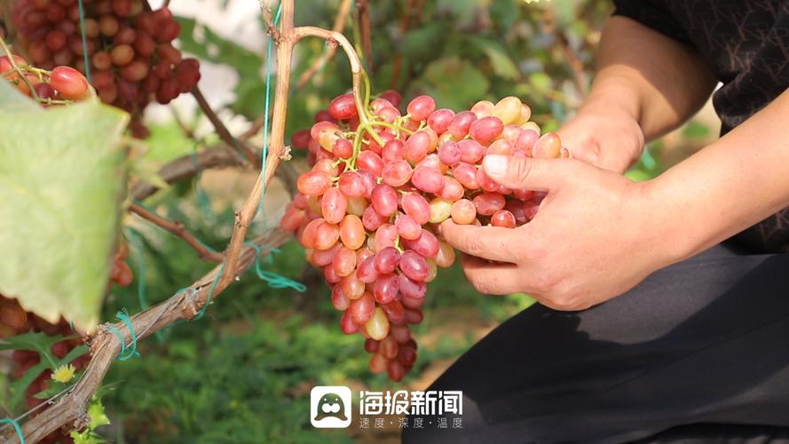 冰葡萄一年能结两季？品种特性揭秘-第3张图片-宁夏农业信息网