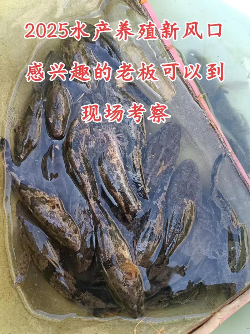 2025广西水产养殖有何新机遇？-第3张图片-宁夏农业信息网