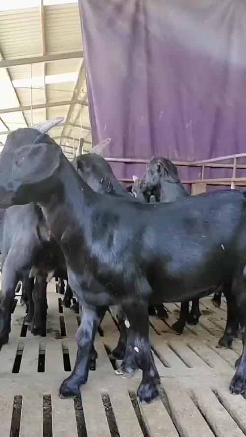 短毛羊有哪些品种？-第1张图片-宁夏农业信息网