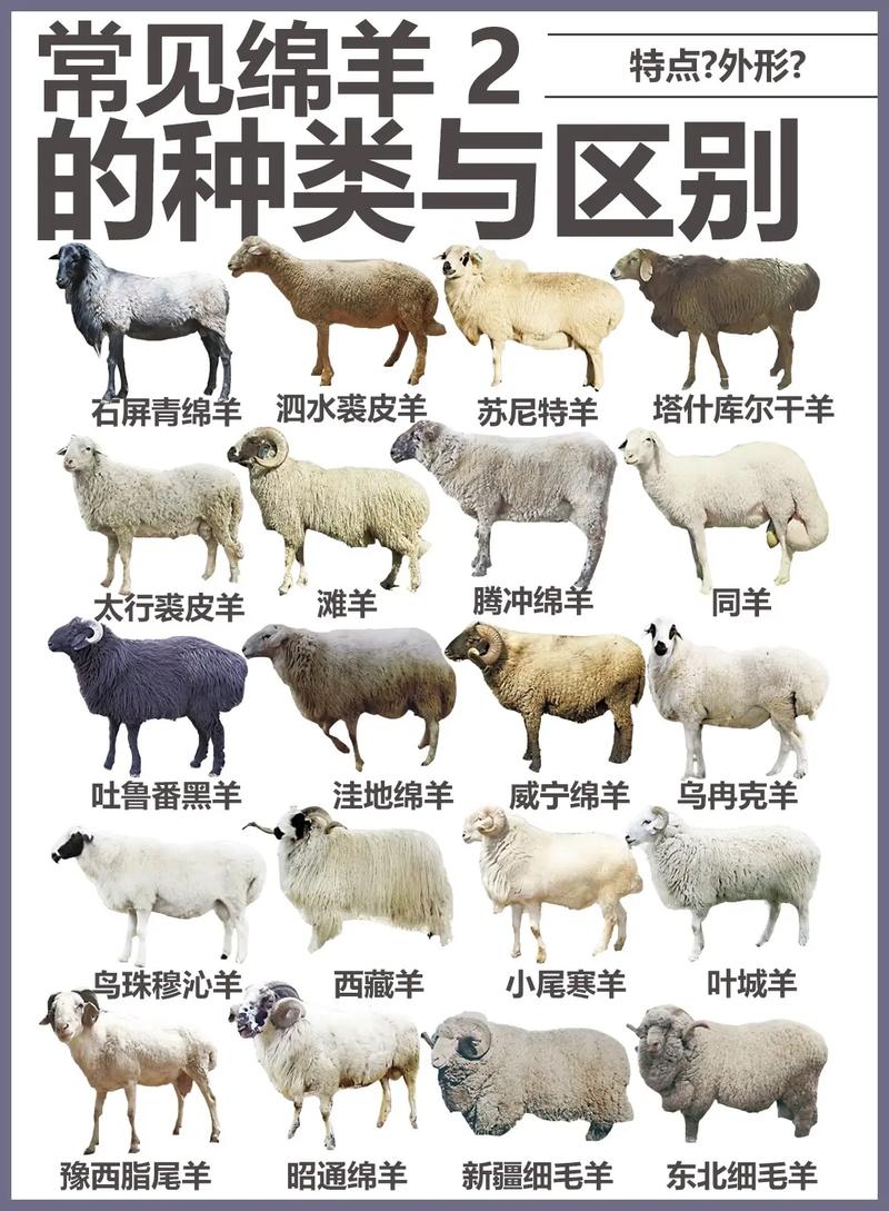 短毛羊有哪些品种？-第2张图片-宁夏农业信息网