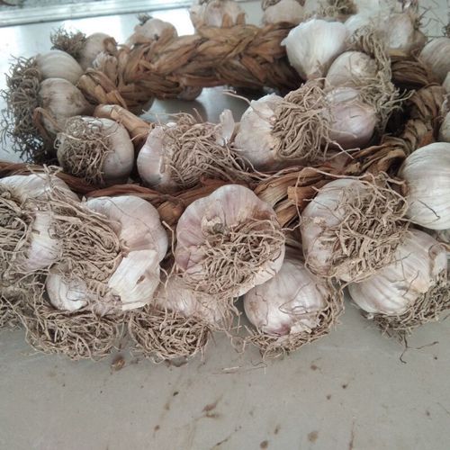 东北适合种哪些大蒜品种？-第1张图片-宁夏农业信息网