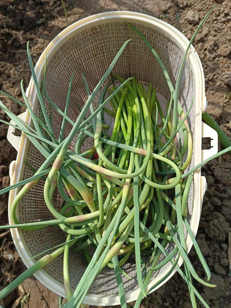 东北适合种哪些大蒜品种？-第2张图片-宁夏农业信息网