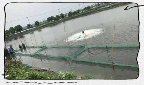 水产养殖污染系数该如何确定？-第3张图片-宁夏农业信息网