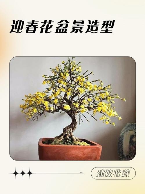 迎春花品种有哪些？-第3张图片-宁夏农业信息网