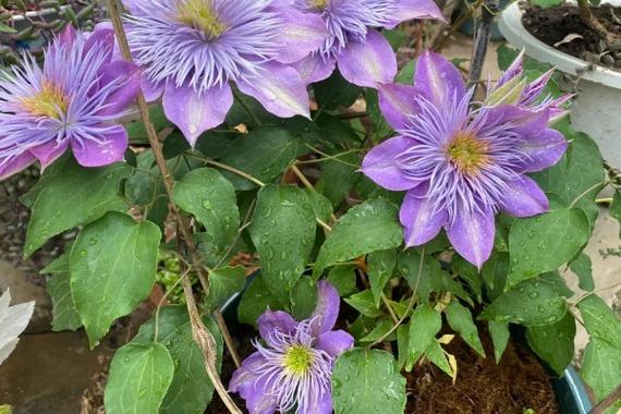 铁线莲哪个品种花期最长？-第1张图片-宁夏农业信息网