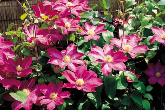 铁线莲哪个品种花期最长？-第2张图片-宁夏农业信息网