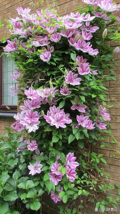 铁线莲哪个品种花期最长？-第3张图片-宁夏农业信息网