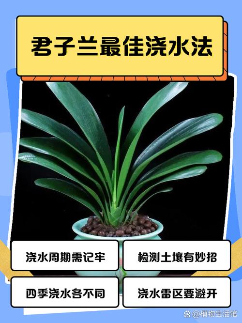 君子兰育苗图解方法有哪些步骤?-第1张图片-宁夏农业信息网 君子兰育苗图解方法有哪些步骤?-第1张图片-宁夏农业信息网