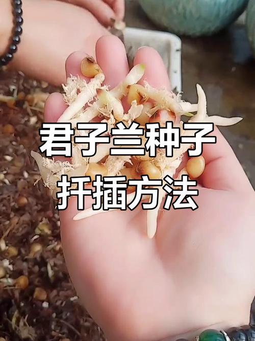 君子兰育苗图解方法有哪些步骤?-第2张图片-宁夏农业信息网 君子兰育苗图解方法有哪些步骤?-第2张图片-宁夏农业信息网