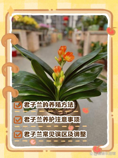 君子兰育苗图解方法有哪些步骤?-第3张图片-宁夏农业信息网 君子兰育苗图解方法有哪些步骤?-第3张图片-宁夏农业信息网