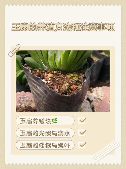 玉扇怎么种？新手必看种植指南-第1张图片-宁夏农业信息网