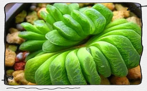 玉扇怎么种？新手必看种植指南-第2张图片-宁夏农业信息网