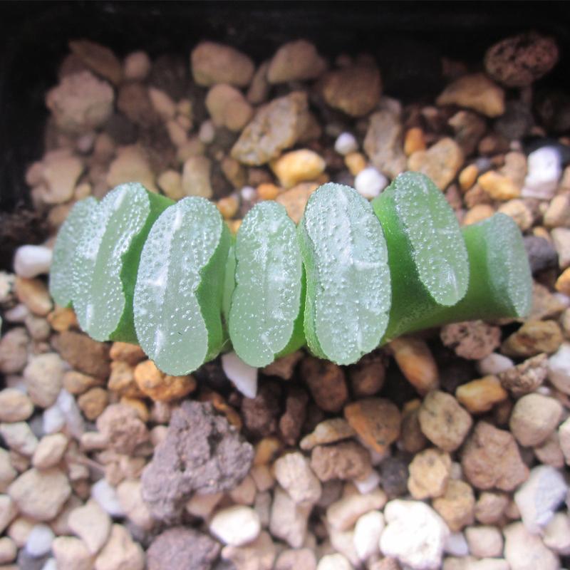 玉扇怎么种？新手必看种植指南-第3张图片-宁夏农业信息网