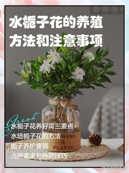 水培桅子花怎么养？关键技巧有哪些？-第1张图片-宁夏农业信息网