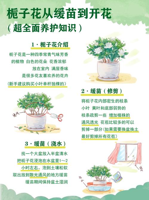 水培桅子花怎么养？关键技巧有哪些？-第2张图片-宁夏农业信息网
