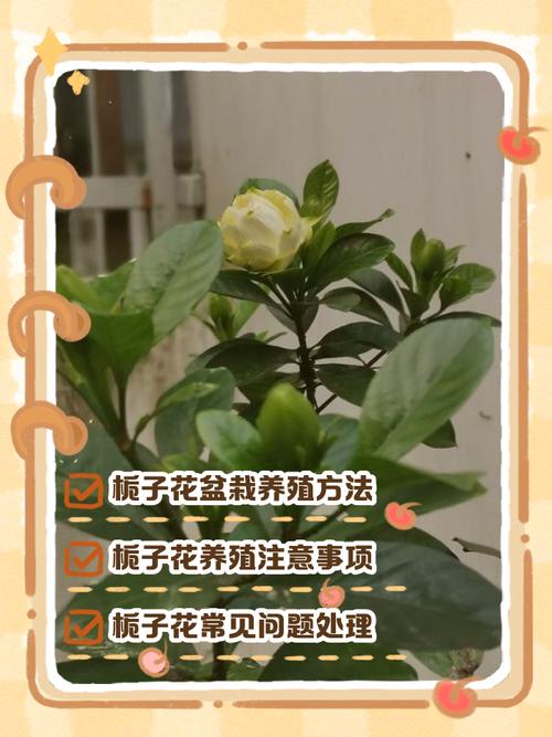 水培桅子花怎么养？关键技巧有哪些？-第3张图片-宁夏农业信息网