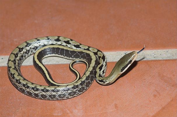 黑眉锦蛇人工养殖该怎么做？-第1张图片-宁夏农业信息网