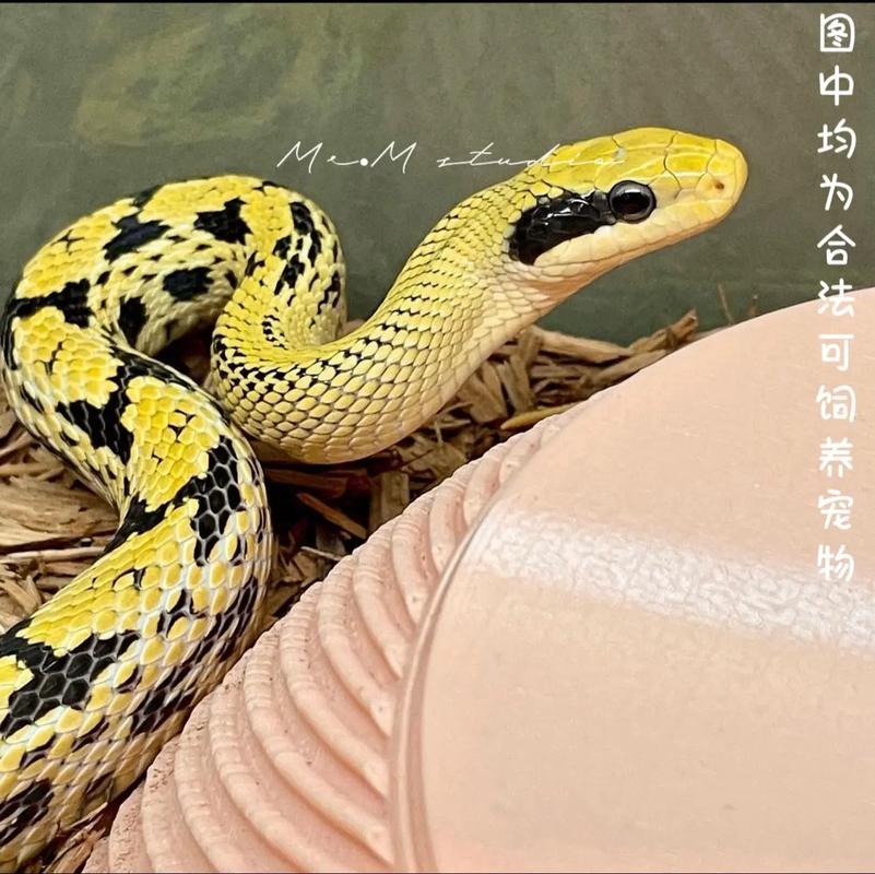 黑眉锦蛇人工养殖该怎么做？-第2张图片-宁夏农业信息网