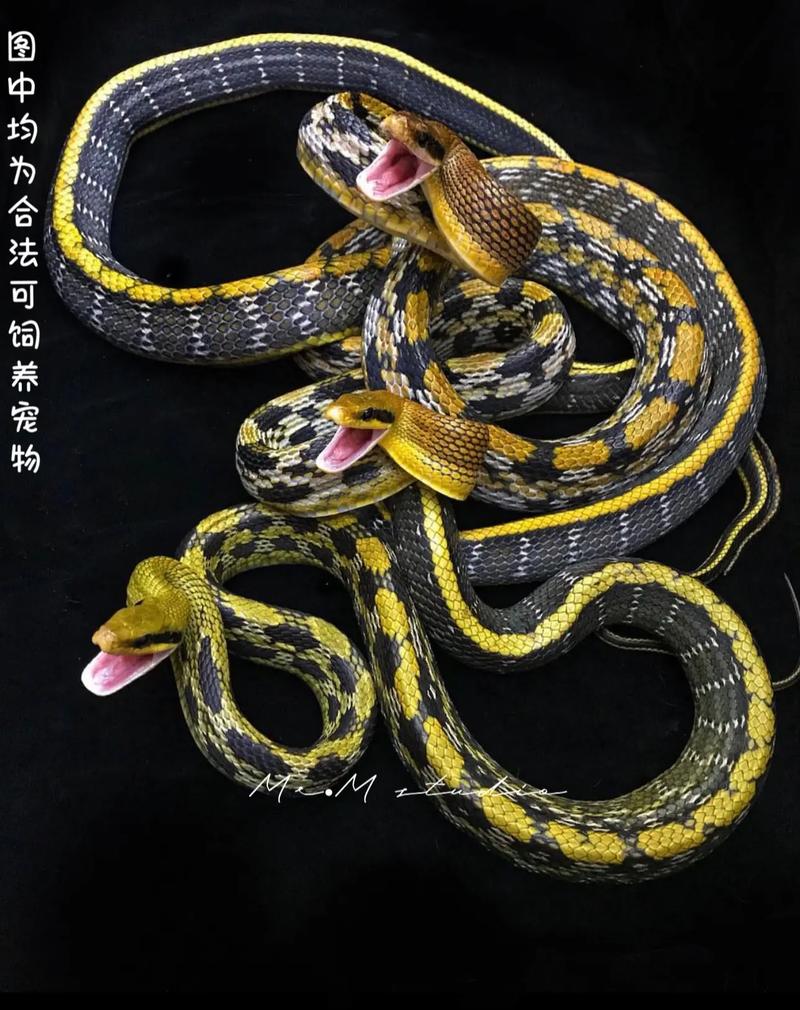 黑眉锦蛇人工养殖该怎么做？-第3张图片-宁夏农业信息网