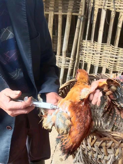 鸡禽流感疫苗怎么注射才正确?-第1张图片-宁夏农业信息网 鸡禽流感疫苗怎么注射才正确?-第1张图片-宁夏农业信息网
