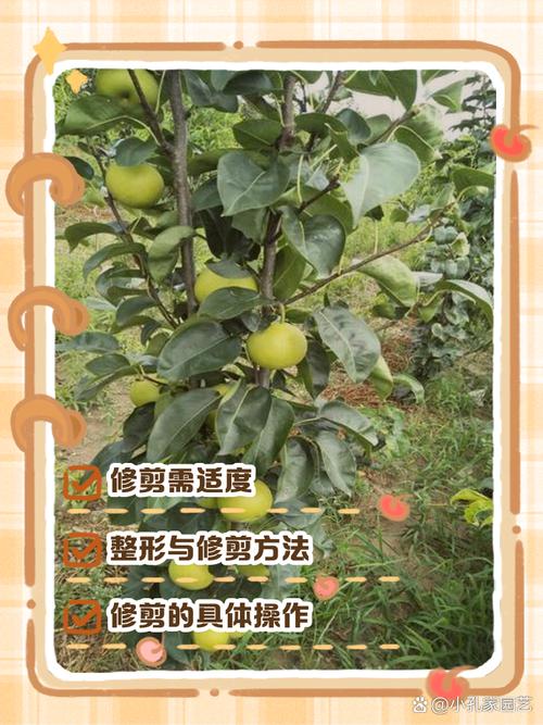 红啤梨怎么修剪?图解方法在这里!-第1张图片-宁夏农业信息网 红啤梨怎么修剪?图解方法在这里!-第1张图片-宁夏农业信息网
