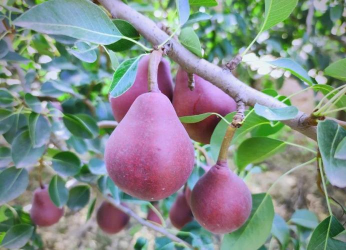 红啤梨怎么修剪？图解方法在这里！-第2张图片-宁夏农业信息网