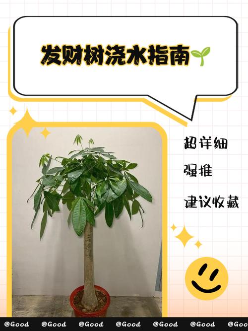 发财树怎么养才能茂盛?-第2张图片-宁夏农业信息网 发财树怎么养才能茂盛?-第2张图片-宁夏农业信息网