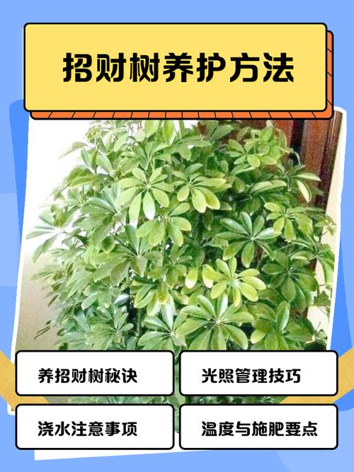 发财树怎么养才能茂盛?-第1张图片-宁夏农业信息网 发财树怎么养才能茂盛?-第1张图片-宁夏农业信息网