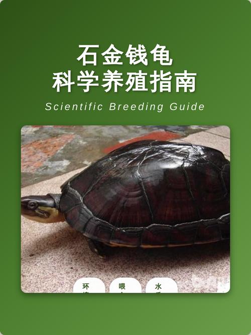 石金钱龟小苗怎么养才好？-第1张图片-宁夏农业信息网