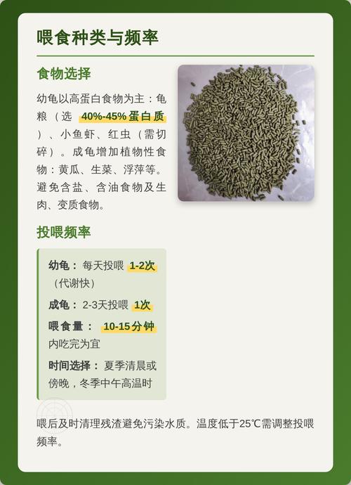 石金钱龟小苗怎么养才好？-第2张图片-宁夏农业信息网