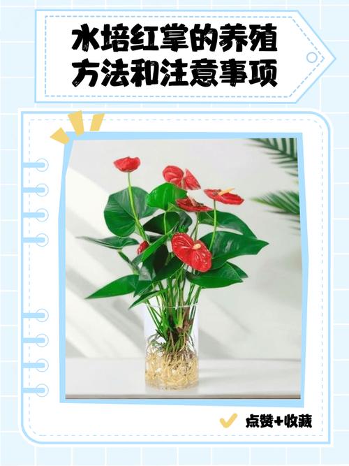 红掌浇水能浇叶子吗？-第1张图片-宁夏农业信息网