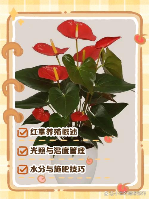 红掌浇水能浇叶子吗？-第3张图片-宁夏农业信息网