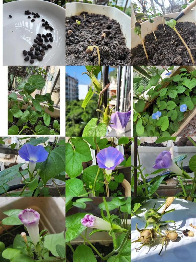 牵牛花籽怎么种才发芽开花？-第1张图片-宁夏农业信息网