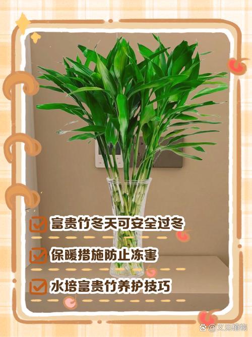 小富贵竹怎么养才茂盛？-第1张图片-宁夏农业信息网