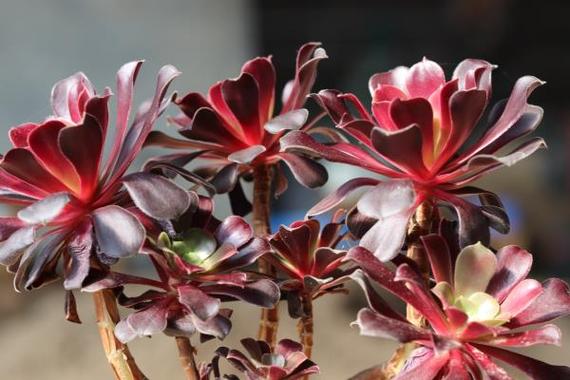 黑法师怎么繁殖？-第1张图片-宁夏农业信息网