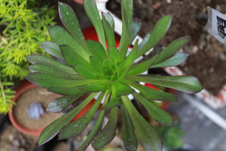 黑法师怎么繁殖？-第2张图片-宁夏农业信息网