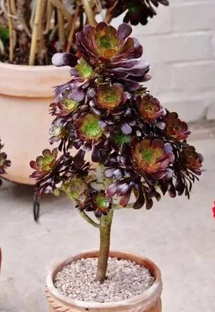 黑法师怎么繁殖？-第3张图片-宁夏农业信息网