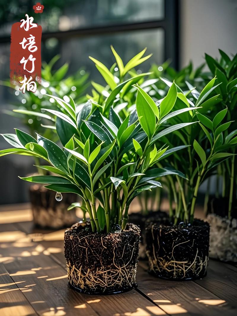 竹柏怎么养？繁殖方法有哪些？-第1张图片-宁夏农业信息网