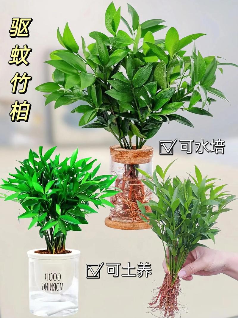 竹柏怎么养？繁殖方法有哪些？-第2张图片-宁夏农业信息网