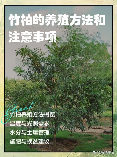 竹柏怎么养？繁殖方法有哪些？-第3张图片-宁夏农业信息网