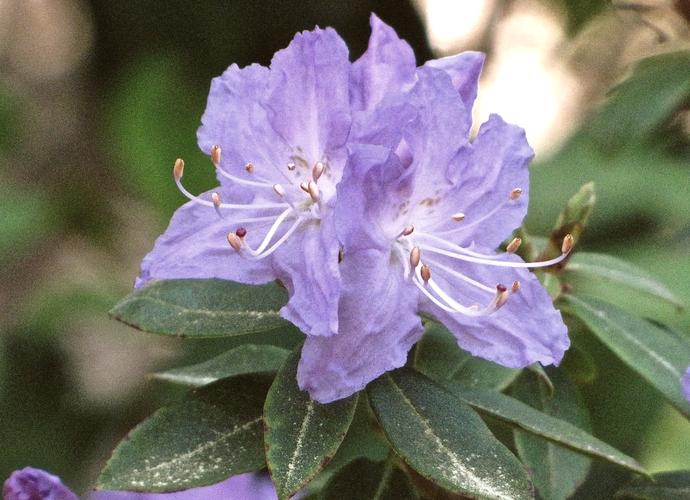 哪种杜鹃花品种颜值最高？-第1张图片-宁夏农业信息网