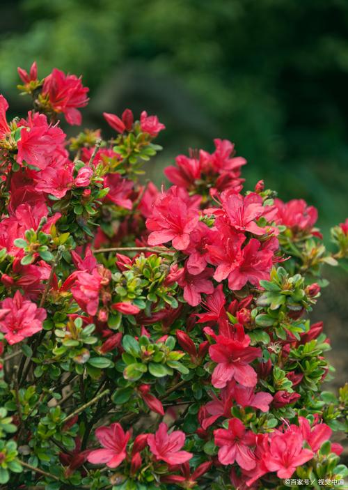 哪种杜鹃花品种颜值最高？-第2张图片-宁夏农业信息网