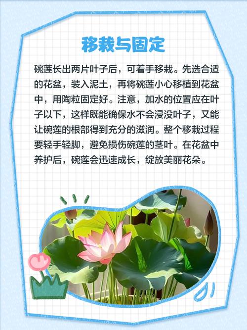 碗莲怎么种？图解步骤在这里！-第1张图片-宁夏农业信息网