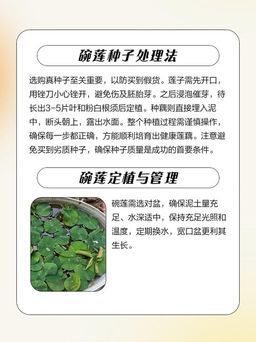 碗莲怎么种？图解步骤在这里！-第3张图片-宁夏农业信息网