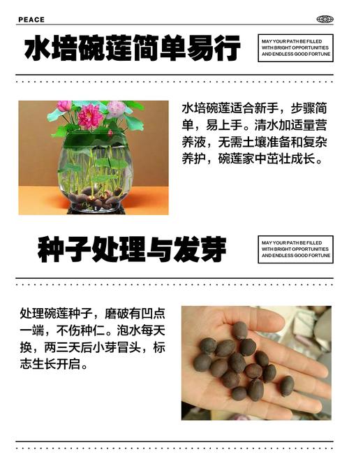 碗莲怎么种？图解步骤在这里！-第2张图片-宁夏农业信息网