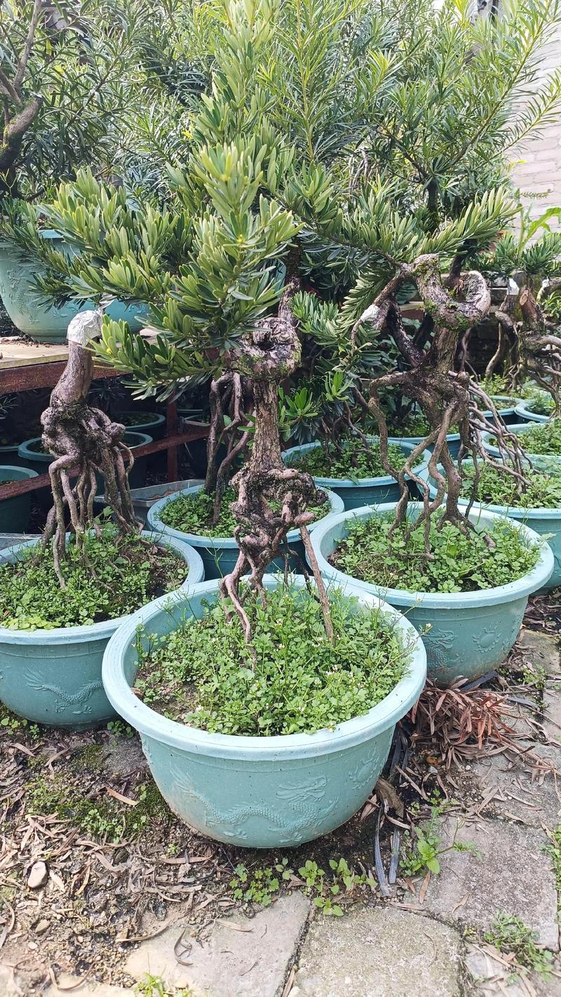 为啥罗汉松品种差异大？-第1张图片-宁夏农业信息网