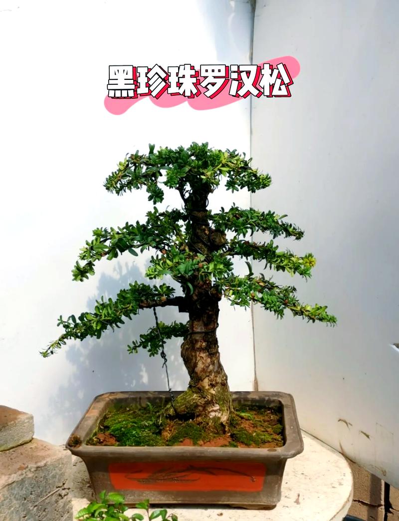 为啥罗汉松品种差异大？-第2张图片-宁夏农业信息网